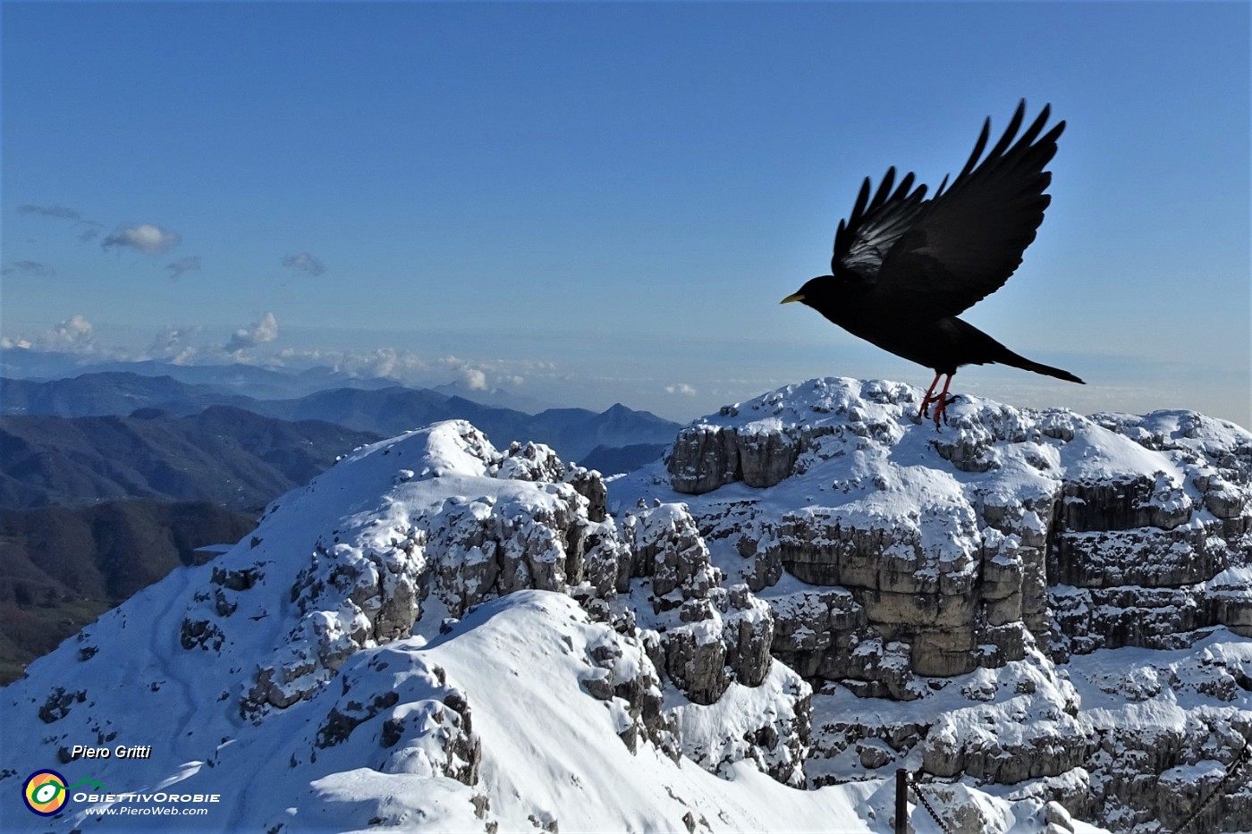 06 Gracchio in volo in vetta al Resegone con vista su Pizzo Daina e Torre di Valnegra .JPG